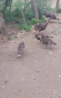 بوقلمون محلی