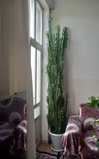 گل طبیعی