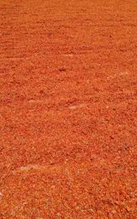 تفاله خشک گوجه