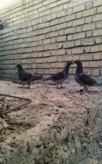 ۳ تا جوجه سیاه مسافتی یه تومن