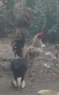 خروس دورگ لاری