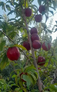 فروش شلیل حدود۱۵یا۱۶درخت