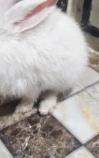 خرگوش لوپی کوچولو