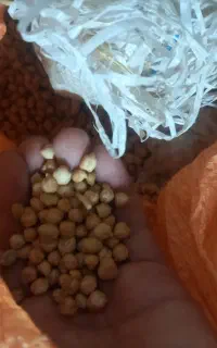 حبوبات. نخود