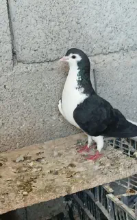 ماده