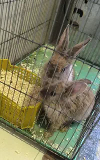 دوعدد بچه خرگوش