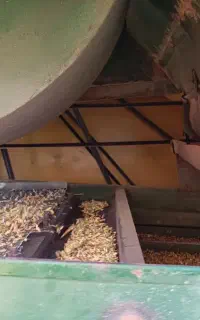بوجاری سیار گندم