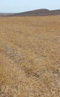 گندم دیم نوع باران مناسب بذر