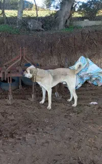 سگ عراقی توضیحات خوانده شود