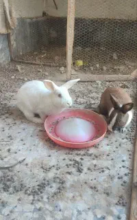 خرگوش جفت نر و ماده