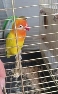 طوطی کوتوله