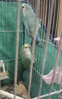طوطی  کوتوله برزیلی مولد کار داده