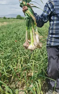 سیر