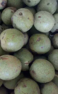 گردوی قصردشت