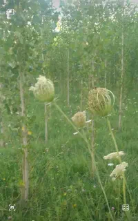 علف چین دوم حدود ۷شرخه روستای قراقیه ۱۰ میلیون