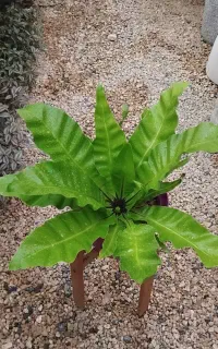 گل و گیاه آپارتمانی خاص و کم دردسر