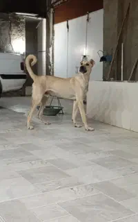 سراب خالص خالص