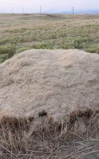 کاه