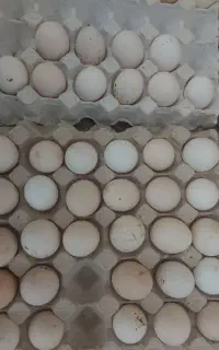 تخم نطفه دار گلین