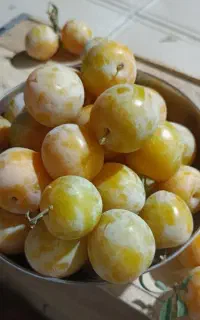 الو قطره طلا