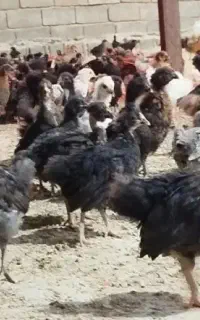 جوجه محلی،جوجه برهما