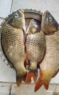ماهی کپور تازه