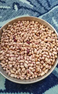فروش بذر لوبیا چیتی درجه یک