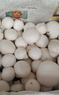 قارچ  دکمه ای درجه‌ یک