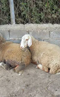 بره ماده داشتی درجه یک