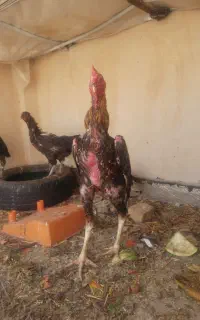 اوشامو