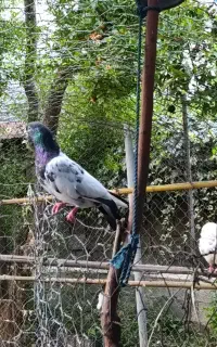 کبوتر