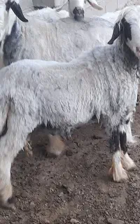 قوچ بختیاری