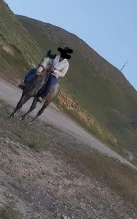 اسب عرب نریون