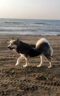 سگ هاسکی گرگی