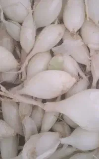 ۵ کیلو غده پیازا راتا پاکتی
