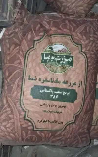 برنج پاکستانی مزرعه ما