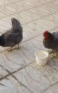 فروش دو عدد مرغ نژاد دار آیس بار تخمگذار