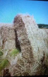 سرچینا‌کاه‌موجود‌تازه‌برای‌امسال.