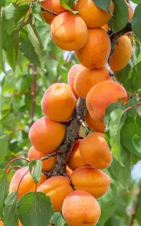 نهالی که برای سرمایه گذاری مناسبه