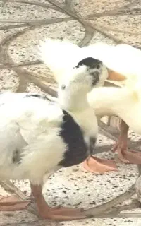 دو عدد اردک سرحال چهل روزه