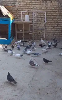 کبوتر پرشی
