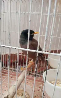 مرغ مینا