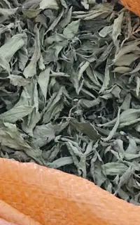 فروش برگ خشک شده گیاه استویا بصورت عمده