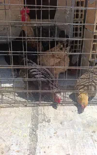 مرغ و خروس