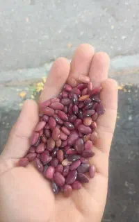 لوبیا قرمز بذری
