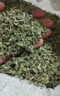 آویشن گرمسیری