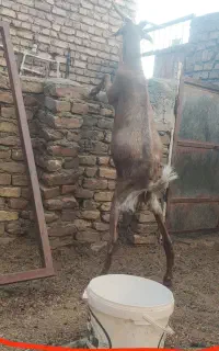 بز دوقلوزا جوان