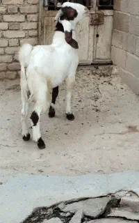 بزغاله نر