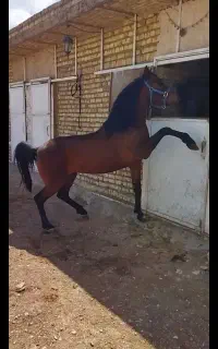 فروش اسب قرمز