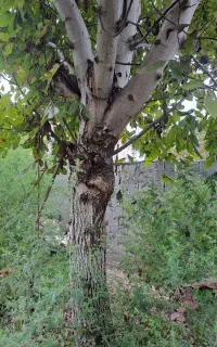 گل وگیاه طبیعی